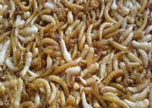 BRUXELLES (BELGIO) (ITALPRESS) - Gli Stati membri hanno approvato una proposta della Commissione...