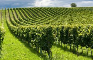 ROMA (ITALPRESS) - Nasce la "Coalizione Articolo 9" per salvare il paesaggio e la biodiversità in...