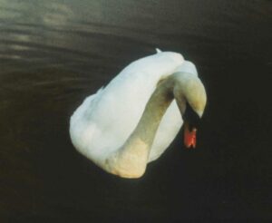 Ludovico Einaudi, il 21 gennaio esce “Underwater”