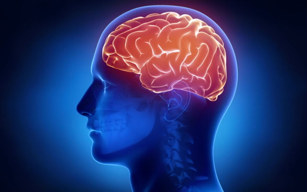 Humanitas, così il cervello si protegge dalle infiammazioni intestinali