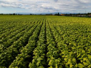 Bollette, tra Coldiretti e Philip Morris Italia accordo salva raccolti