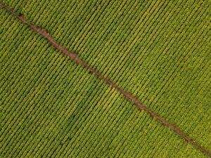 Philip Morris, 100 mln per supportare la coltivazione di tabacco