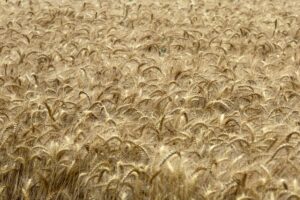 Reggio Emilia - Un campo di grano pronto per la mietitura in provincia di Reggio Emilia il 23 giugno...