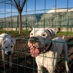 La Toscana approva la legge: fine delle catene per i cani