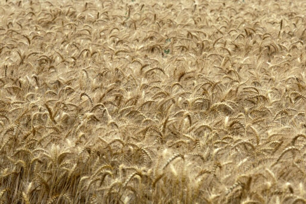 Confagricoltura: grano duro italiano a rischio, minacciata la sovranità produttiva nazionale.