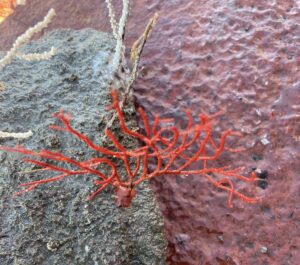 Collaborazione tra Diga Foranea Genova, Webuild e Acquario per la protezione dell’ecosistema marino