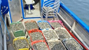 Prima raccolta di vongole seminate nella Laguna di Venezia