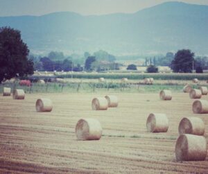 Si è svolta recentemente la riunione di insediamento del Consiglio di Amministrazione di ISMEA...