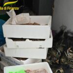 Sequestrati 120 kg di prodotti ittici non tracciati a Modena