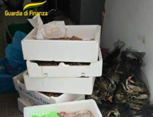 Sequestrati 120 kg di prodotti ittici non tracciati a Modena