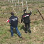 10 arresti per Caporalato in Toscana: Ospiti Cas sfruttati nei campi