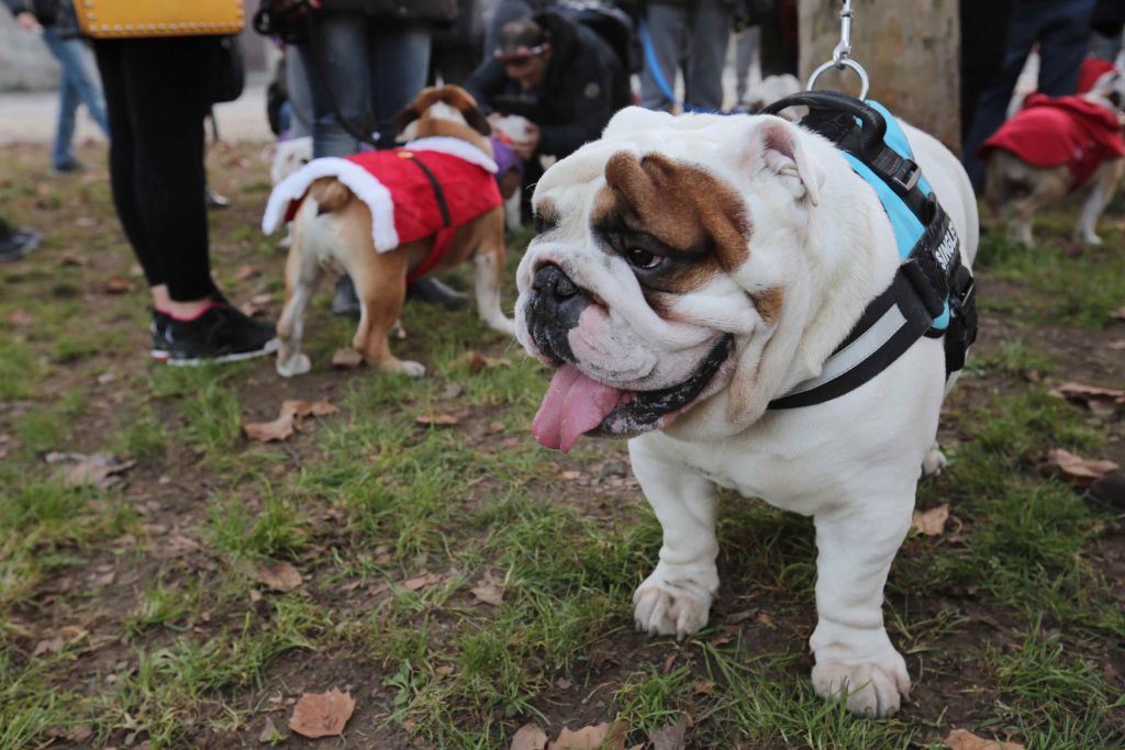Il 12° Bulldog Day si è svolto a Milano nel parco Sempione, con i bulldog vestiti in versione...