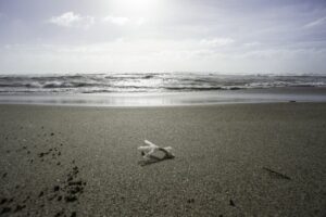 Dopo ogni mareggiata, la plastica diventa la protagonista degli arenili di Roma (Ostia). Le spiagge...