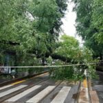 Albero cade su linea tram a Milano: tratto interrotto