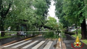 Albero cade su linea tram a Milano: tratto interrotto