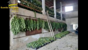 8 misure cautelari per coltivazione e raffinazione di marijuana a Brescia.