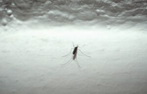 La città di Milano è alle prese con l'emergenza zanzare, insetti fastidiosi che possono trasmettere...