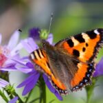 Come e dove praticare il Butterfly Watching per migliorare la felicità e la salute