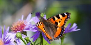 Come e dove praticare il Butterfly Watching per migliorare la felicità e la salute