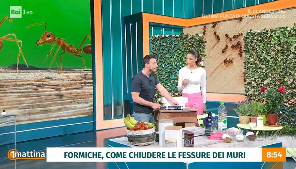 Si discute dell'invasione di formiche negli studi di Uno Mattina questa mattina. Spesso ci troviamo...