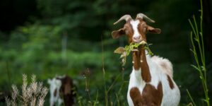 Le capre di questa isoletta italiana sono diventate famose in tutto il mondo per la possibilità di adozione