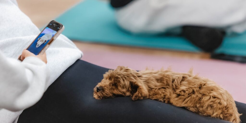 Qual è la ragione per cui il puppy yoga è stato reso illegale?