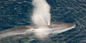 In Islanda si potranno ancora cacciare e uccidere 128 balene ogni anno