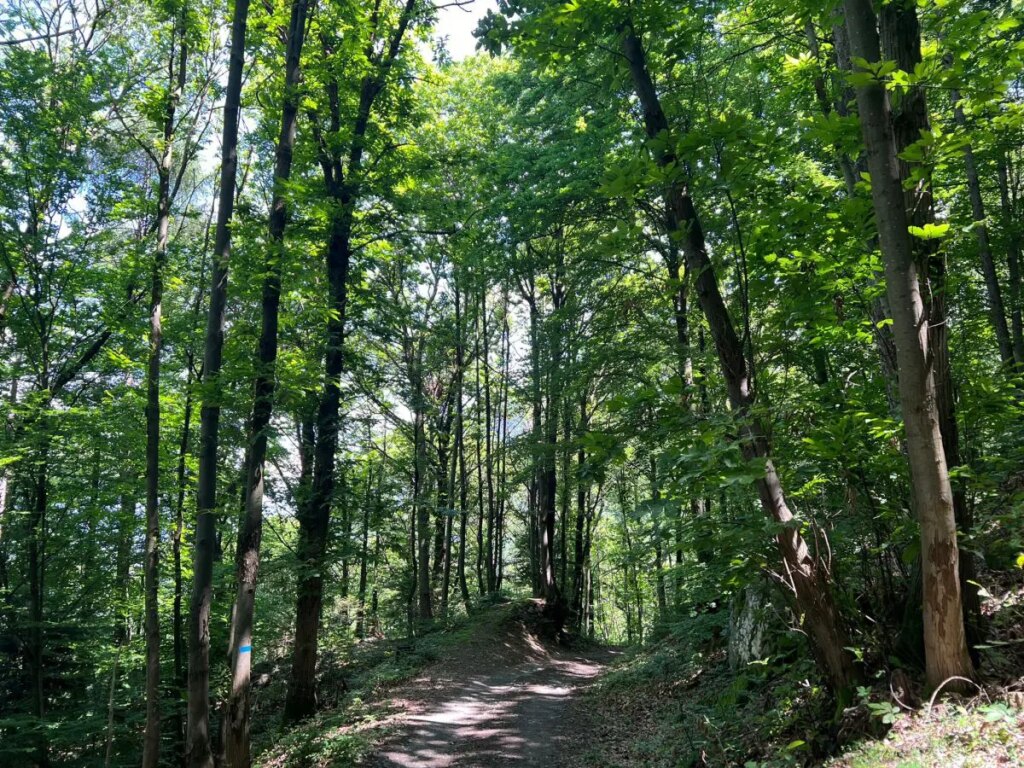 In occasione della Giornata Mondiale dell’Ambiente, Conad, leader della Grande Distribuzione...