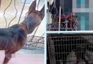 Due cani vittime di maltrattamenti sequestrati a Pavia dall’Oipa