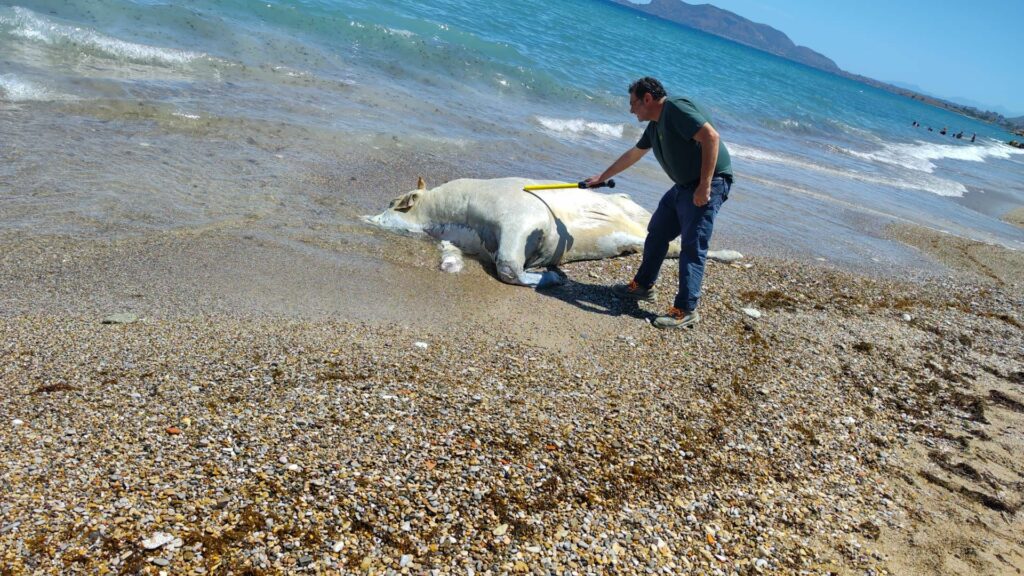 Carcassa di vitello da 6 quintali rimossa dalla spiaggia di Palermo: Ferrandelli assicura la pronta ripristinazione della salute pubblica