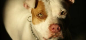 Proposta di legge: patentino e assicurazione obbligatori per possessori di pitbull dopo tragedia a Vercelli