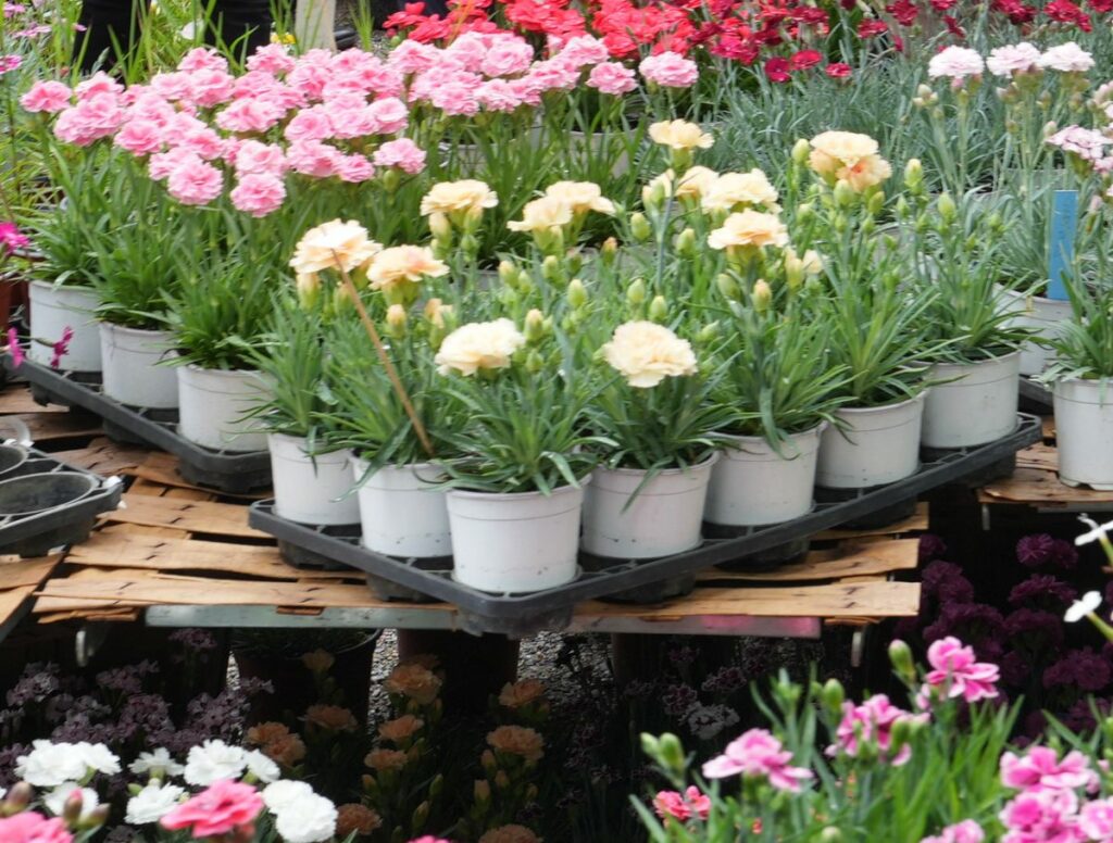 Il secondo giorno di Orticola XXVII Mostra Mercato di piante e fiori ai Giardini Montanelli di...