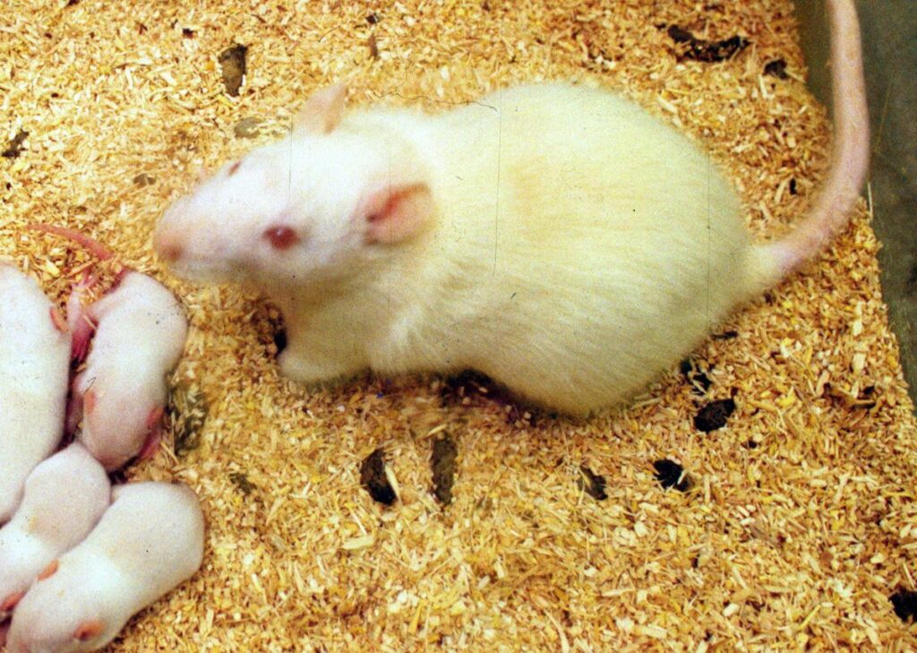 Roma (ITALPRESS) – I ricercatori dell'Health Science Center dell'Università del Texas a San Antonio...