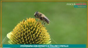 Fitoterapia con polline e pistillo: 20 anni di studi confermano la sua efficacia