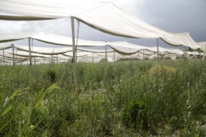 Faenza (Ra) - Alberi da frutta soffocati dal fango che hanno coperto il tronco a causa...