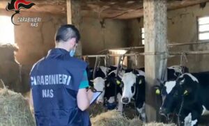 Misure cautelari per l’indebita percezione di contributi agricoli