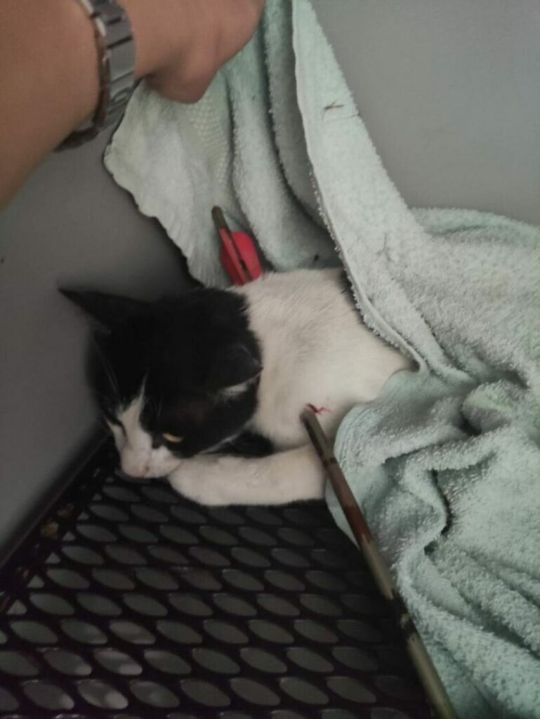 ENPA chiede intervento contro il maltrattamento dei gatti a Roma tramite balestra.