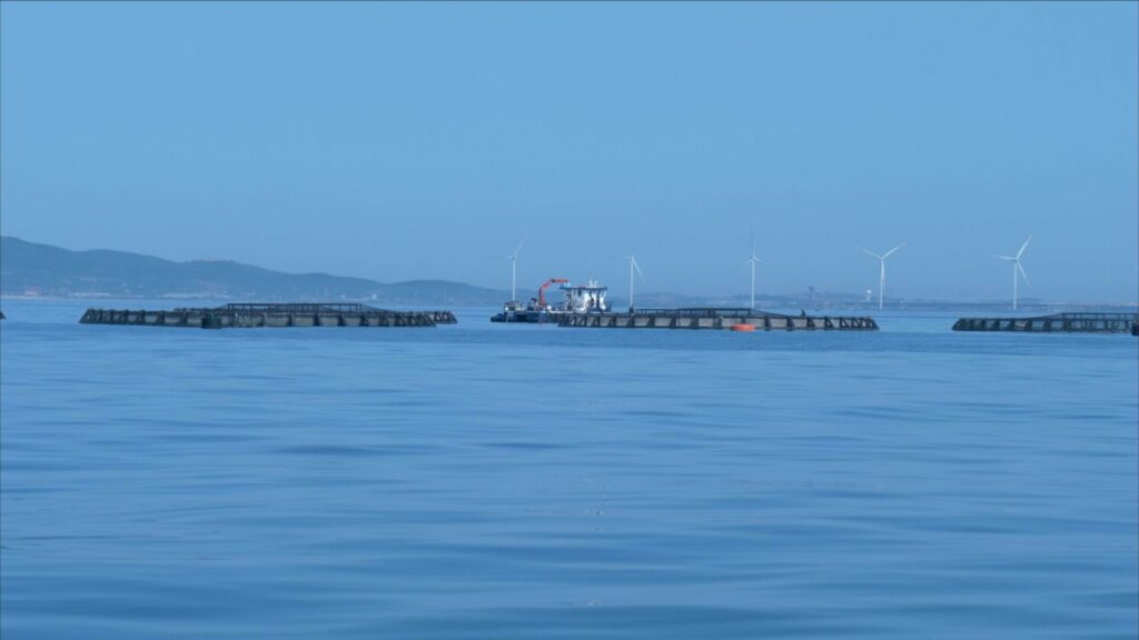 Itticoltura: l’Italia al vertice, ma c’è bisogno di più impianti