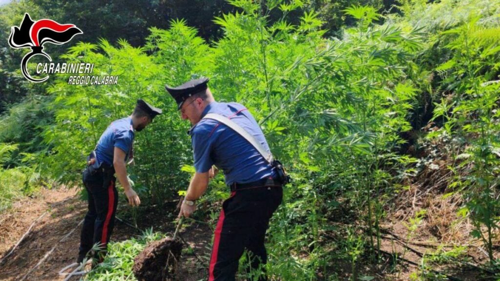 Piantagione di marijuana scoperta in zona boschiva di Giffone: un arresto