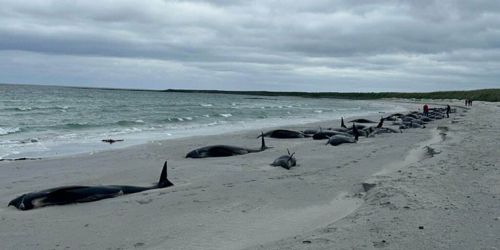 Il peggior caso del secolo: 77 balene si sono arenate su una spiaggia scozzese