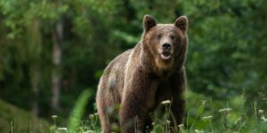 È sempre più evidente la necessità di proteggere gli esseri umani dagli orsi e viceversa...