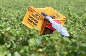 La prima vendemmia alla cantina Guido Berlucchi, nei vigneti di Corte Franca in provincia di...
