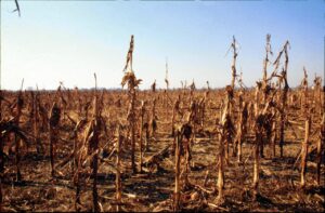 La situazione critica causata dalla siccità sta colpendo gravemente i paesi nordafricani come la...