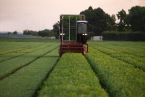 Barilla celebra la bellezza e la qualità del pomodoro e del basilico italiani, ingredienti...