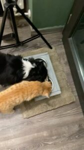 Selvaggia Lucarelli, la regina dei social, la dea della satira, l'opinionista senza peli sulla...