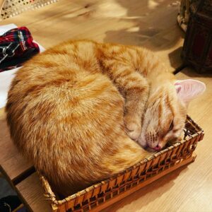 Selvaggia Lucarelli, la regina indiscussa del gossip, dei meme e delle frecciatine taglienti sui...