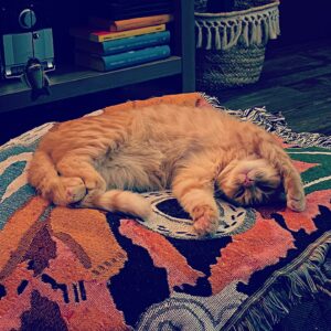 Selvaggia Lucarelli, la regina indiscussa del gossip, dell'ironia e delle frecciatine taglienti. Chi...