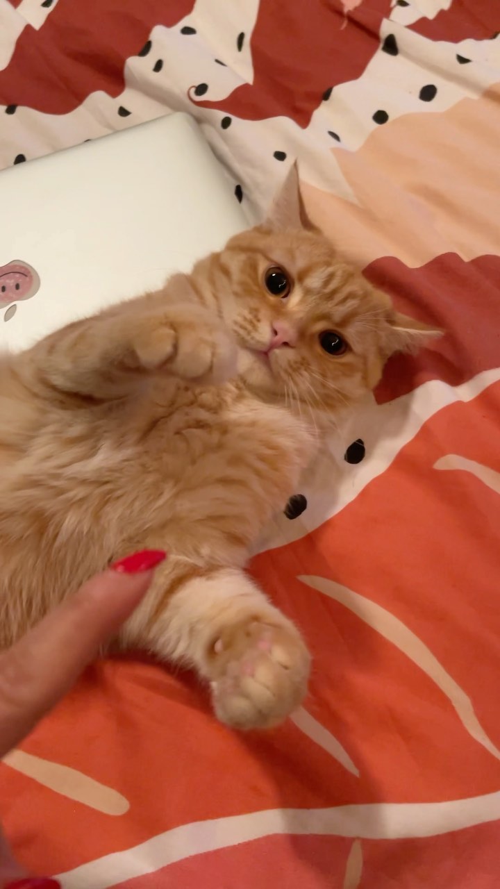 Selvaggia Lucarelli: giornalista, scrittrice, opinionista e tanto altro, ma soprattutto la regina...