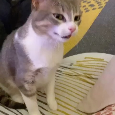 Selvaggia Lucarelli: il nome che fa tremare le star, le influencer e persino gli amici dell'amica...