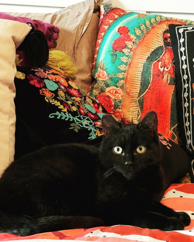 Selvaggia Lucarelli, Bruno è un gatto di sei mesi circa, nato ad Agra, un piccolissimo comune in prov… su Instagram “per” i suoi fan